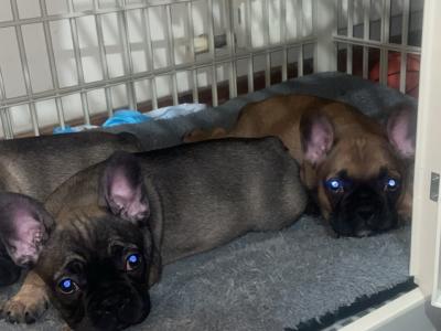 French Bulldog puppies for sale in Dublin ‼️🐶