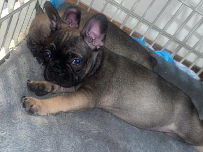 French Bulldog puppies for sale in Dublin ‼️🐶