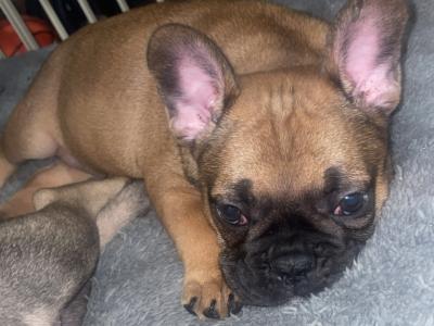 French Bulldog puppies for sale in Dublin ‼️🐶