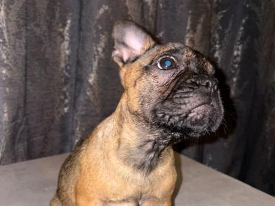 French Bulldog puppies for sale in Dublin ‼️🐶