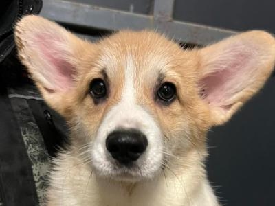 IKC Registered Welsh Corgi Pembroke puppies in Cork