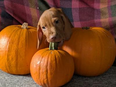 Hungarian Vizsla puppies in Down
