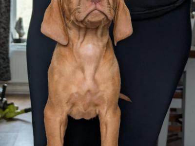 Hungarian Vizsla puppies in Down