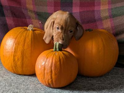 Hungarian Vizsla puppies in Down