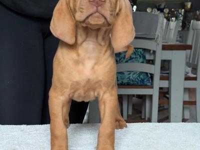 Hungarian Vizsla puppies in Down