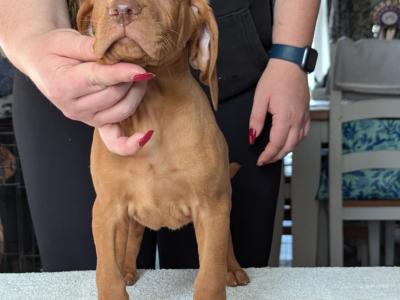 Hungarian Vizsla puppies in Down
