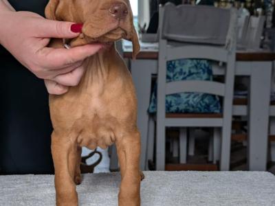 Hungarian Vizsla puppies in Down