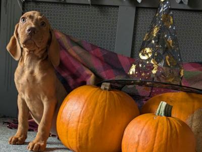 Hungarian Vizsla puppies in Down