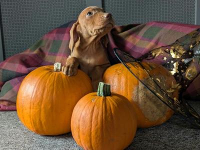 Hungarian Vizsla puppies in Down