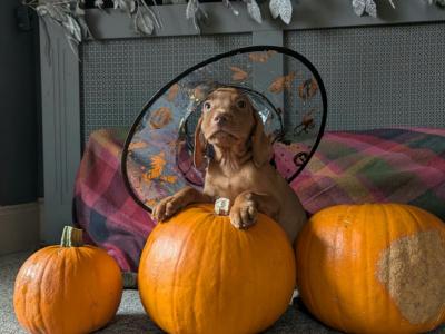 Hungarian Vizsla puppies in Down