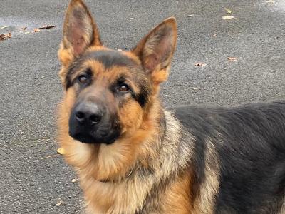 IKC German Shepherd for stud