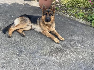 IKC German Shepherd for stud