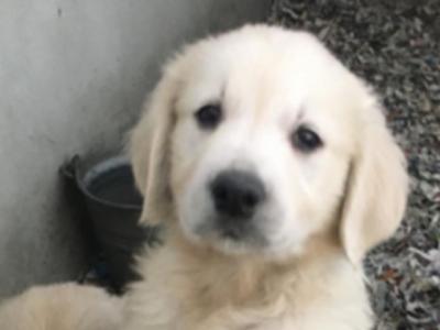IKC Registered(pending) 5 Star Golden Retriever puppies in Mayo