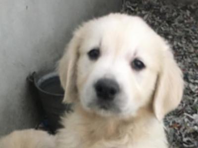 IKC Registered(pending) 5 Star Golden Retriever puppies in Mayo