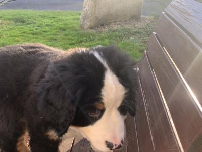 Bernese Mountain Dog puppies in Mayo