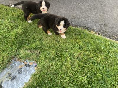 Bernese Mountain Dog puppies in Mayo
