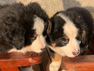 Bernese Mountain Dog puppies in Mayo