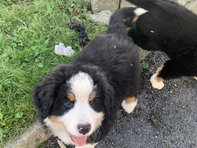 Bernese Mountain Dog puppies in Mayo