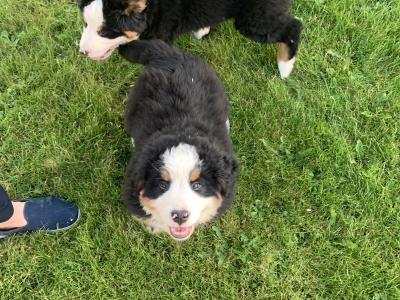 Bernese Mountain Dog puppies in Mayo