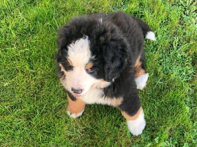 Bernese Mountain Dog puppies in Mayo