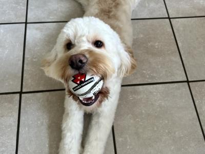 Cockapoo for stud