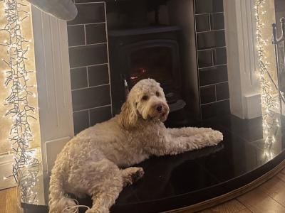 Cockapoo for stud