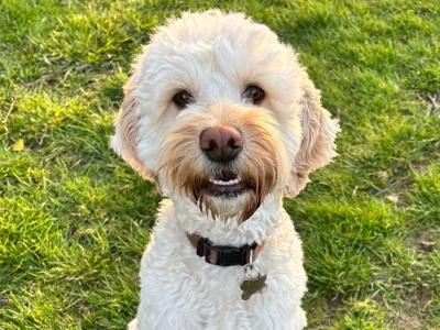 Cockapoo for stud