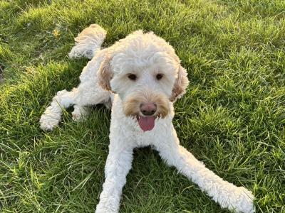 Cockapoo for stud