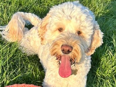 Cockapoo for stud