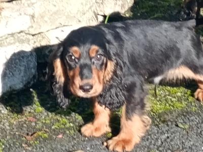 Cocker Spaniel puppies in Kilkenny