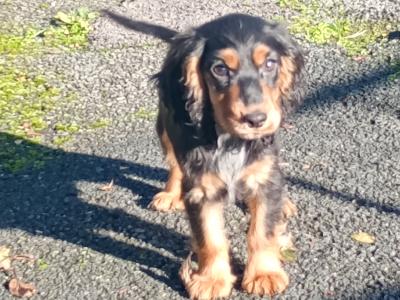 Cocker Spaniel puppies in Kilkenny