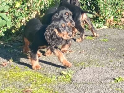 Cocker Spaniel puppies in Kilkenny