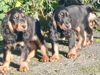 Cocker Spaniel puppies in Kilkenny
