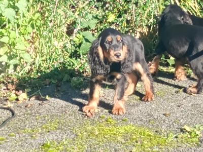 Cocker Spaniel puppies in Kilkenny