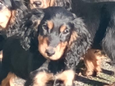 Cocker Spaniel puppies in Kilkenny