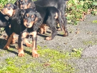 Cocker Spaniel puppies in Kilkenny
