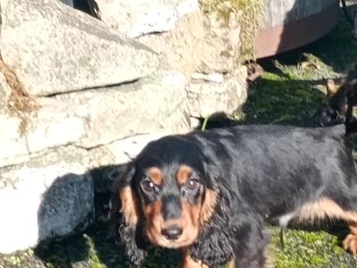 Cocker Spaniel puppies in Kilkenny