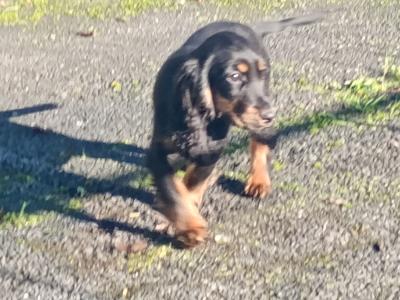 Cocker Spaniel puppies in Kilkenny