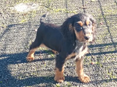 Cocker Spaniel puppies in Kilkenny