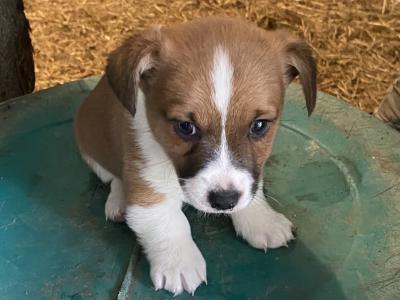 1 male Corgi x Jack Russell puppy in Cork