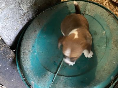 1 male Corgi x Jack Russell puppy in Cork