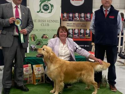 IKC Registered male Golden Retriever puppies 8 months old in Carlow