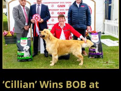 IKC Registered male Golden Retriever puppies 8 months old in Carlow