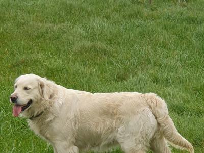 IKC Registered male Golden Retriever puppies 8 months old in Carlow