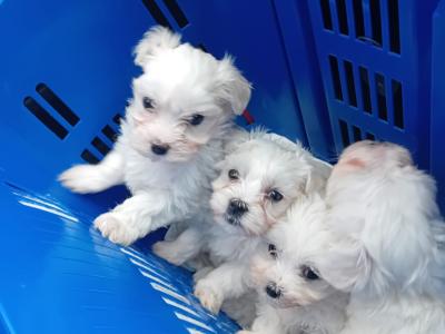 Purebred Maltese puppies in Cork