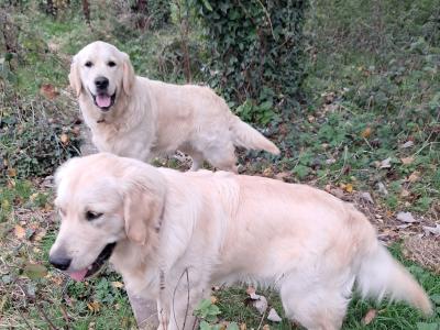 IKC Registered male Golden Retriever puppies 8 months old in Carlow