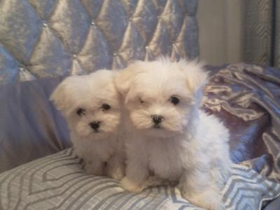Purebred Maltese puppies in Cork