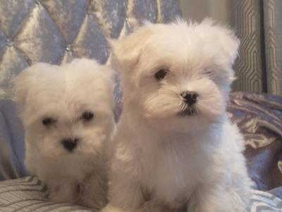 Purebred Maltese puppies in Cork