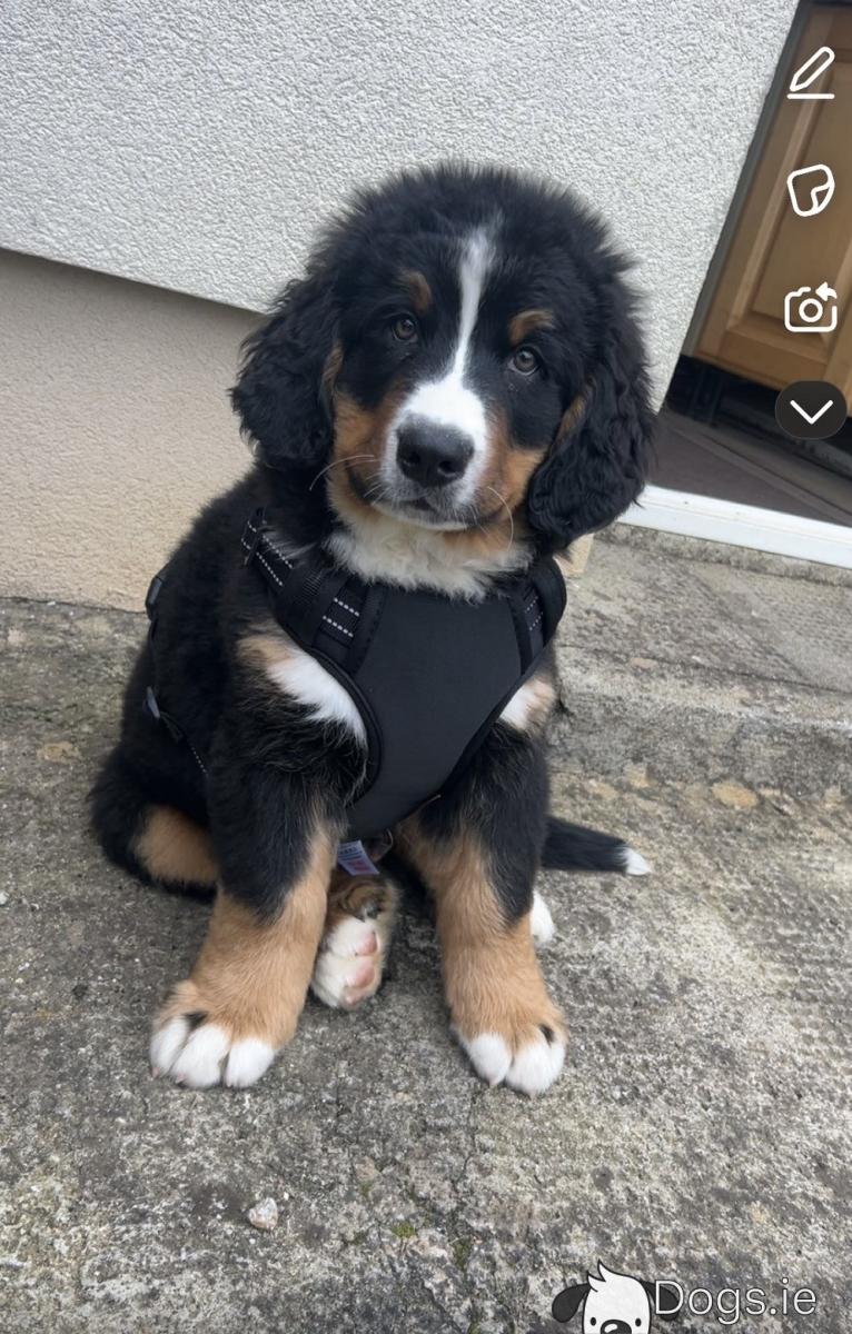 IKC Registered male Bernese Mountain puppy in Offaly