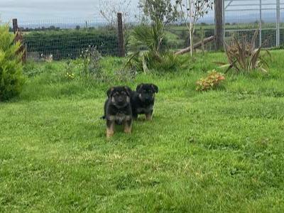 IKC Registered Traditional Straight Back German Shepherd puppies for sale in Laois